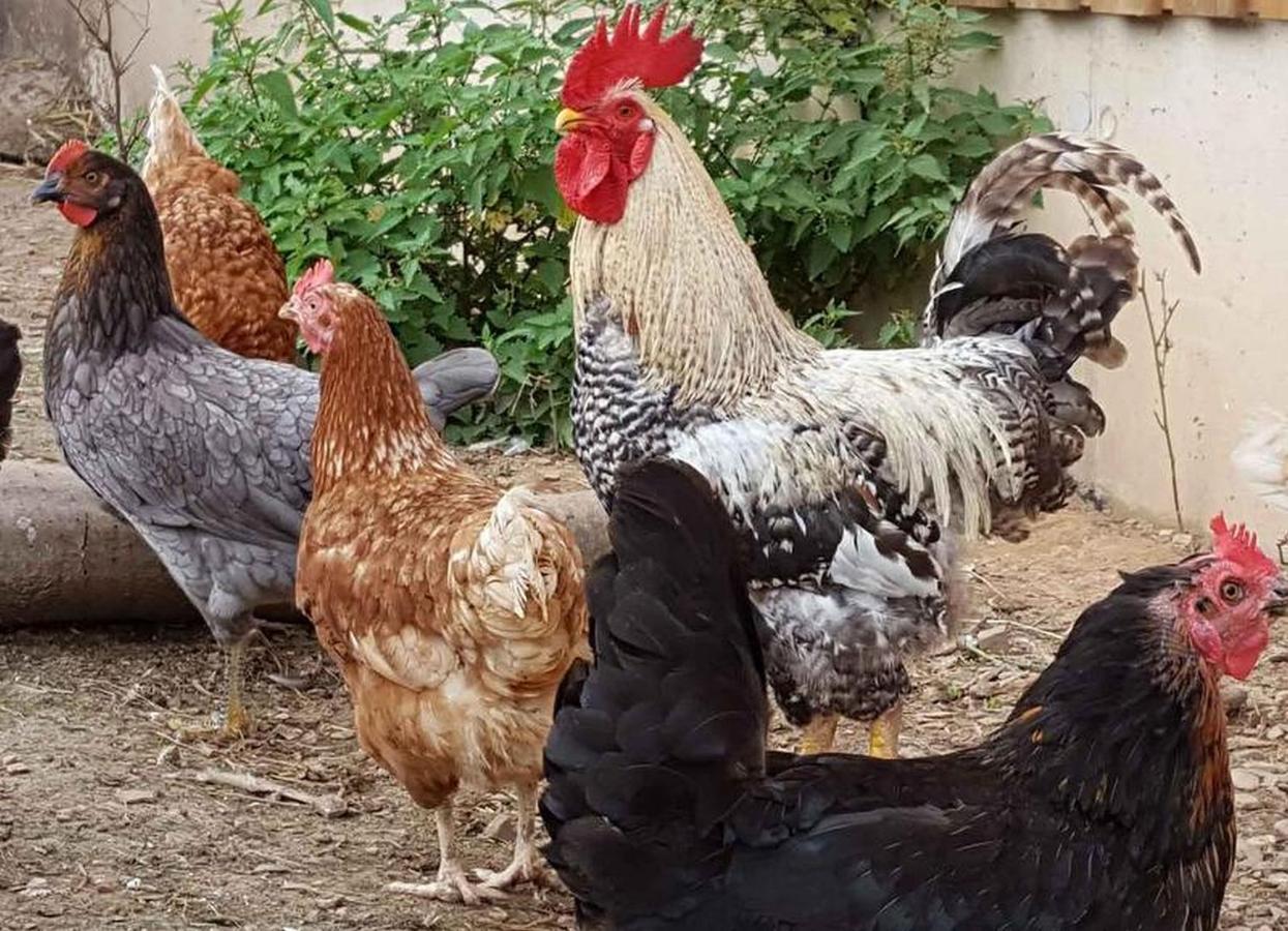 Ferienwohnung Peitz Eslohe Kültér fotó